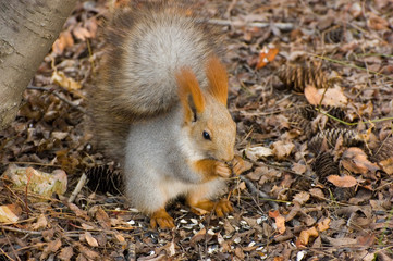 Squirrel with seeds. Siberia. Fall 2007.