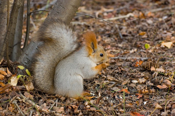 Fall siberian squirrel with seeds