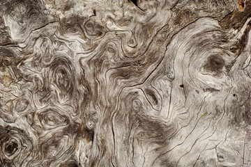 Circonvolution sur un tronc de sapin,Aude,Pyrénées