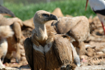 Buitre leonado
