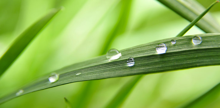Grashalm  Wassertropfen
