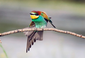 abejaruco