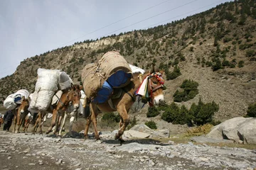 Poster donkeys carrying heavy loads, annapurna, nepal © paul prescott