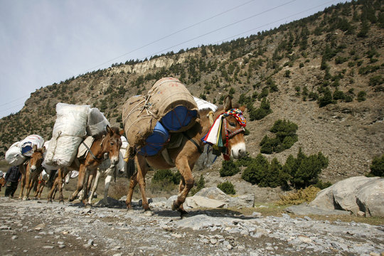 donkeys carrying heavy loads, annapurna, nepal