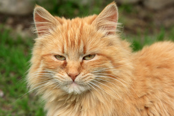 Ritratto gatto europeo