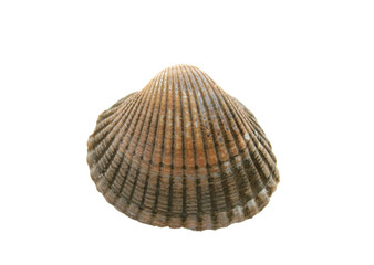 sea shell