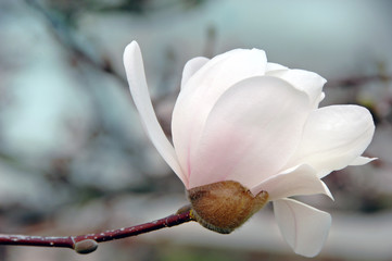 White Magnolia Blossom © JMB