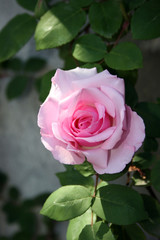 Il raggio di sole sulla rosa