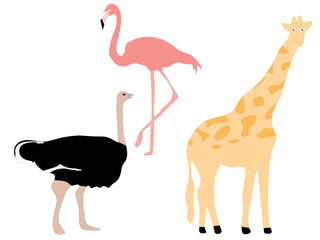 Flamingo, ostrich and giraffe
