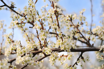Tree in Full Blossom