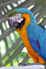 Blue and Gold Macaw