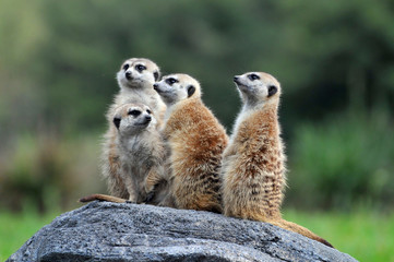 Fototapeta premium Meerkats Standing on Rock