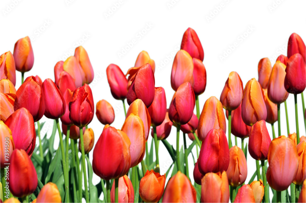 Wall mural Red and Orange Tulips