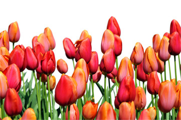 Obraz premium Red and Orange Tulips