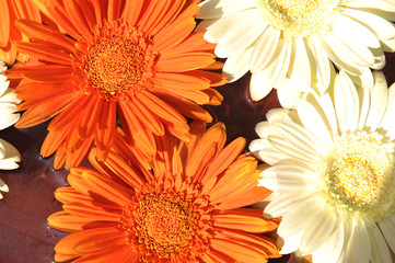 Fototapeta premium Closeup. Orange and white flower on water