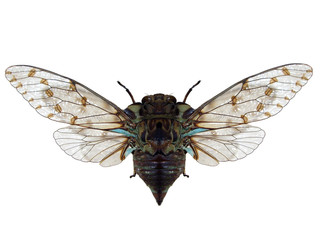Cicada.