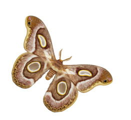 Moth.
