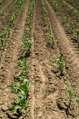 Young corn field detail