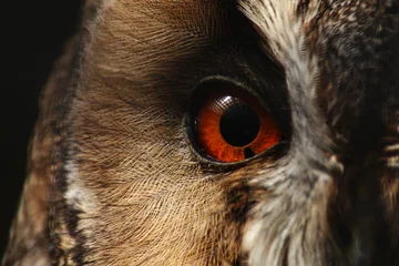 Deurstickers Eye of an Owl © Jan Zajc