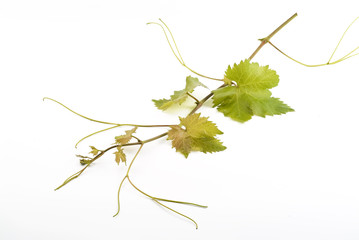 grapevine isolated on white