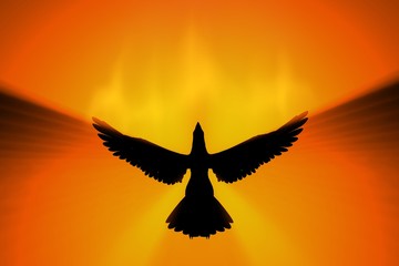 phoenix rising