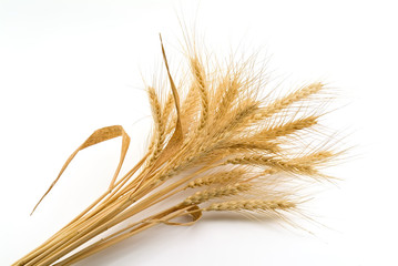 Bundle of Wheat