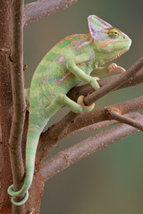 Veiled Chameleon in Tree 2 © Cathy Keifer