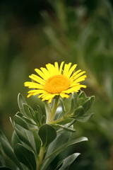 Flor amarilla