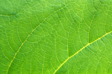 Green leaf