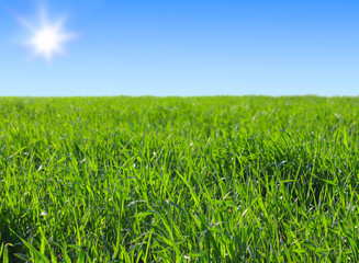 green grass on bright blue sunny sky background
