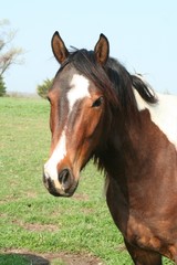 Spotted Horse