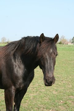 Black Horse
