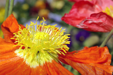 Obraz premium coeur de fleur
