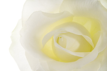 White rose.