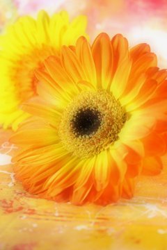 Gerbera liegen auf dem Tisch Softfokus