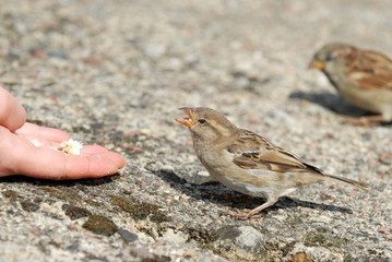 Sparrow