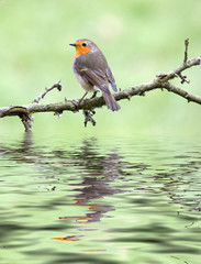 European Robin (Erithacus rubecula)