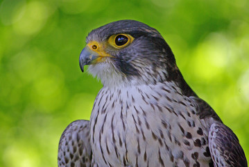 Der Jäger-Falke