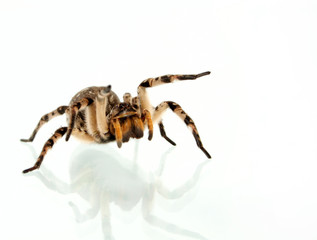 tarantula