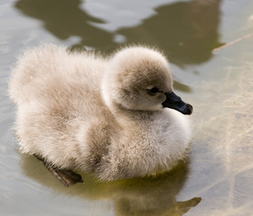 schwanenküken