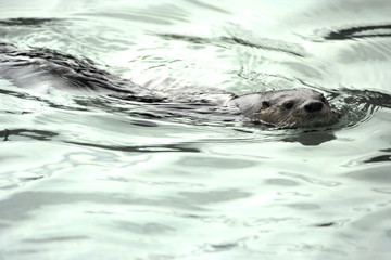 Obraz premium Swimming nutria