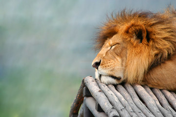 Sleeping Lion