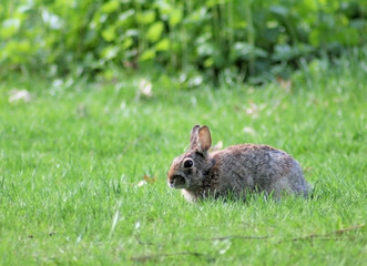 Rabbit sitting in Green Grass