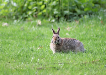 Rabbit Looking strait