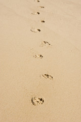 Sandy beach with animal prints on summer day