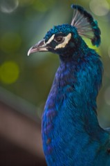 Obraz premium Peacock Close Up
