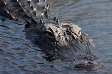 Crocodile Close Up