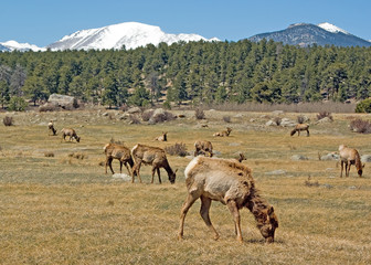 Elk