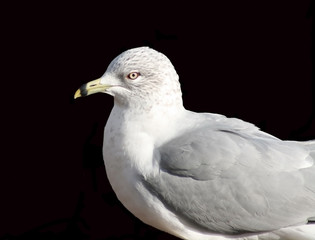 Seagull with black background