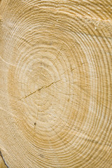 Naklejka premium Golden timber tree rings